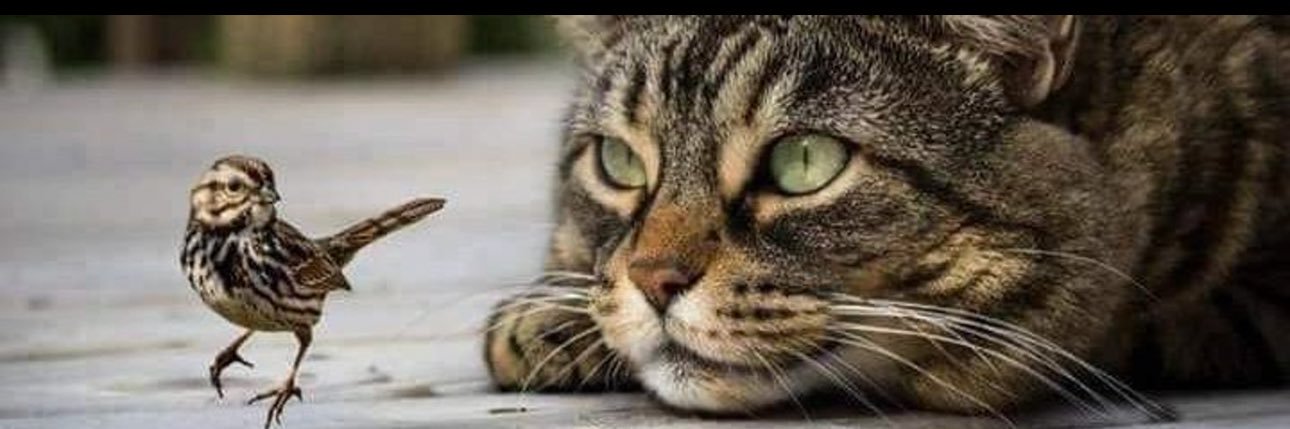 ميم🌸🇰🇼 banner