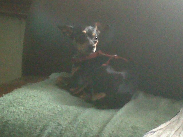 samuel antonio banner