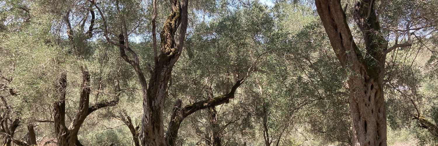 Solmaz Khorsand's banner
