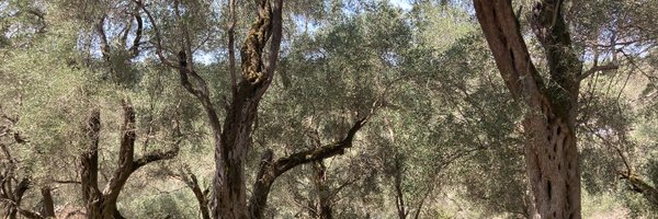 solmazkhorsand Profile Banner