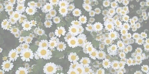 AleksaWillikens's profile banner image