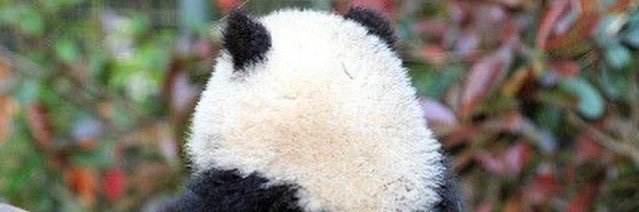 ruprincess17's profile banner image
