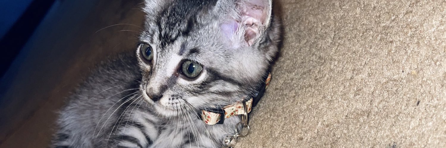 torriejanaee's profile banner image