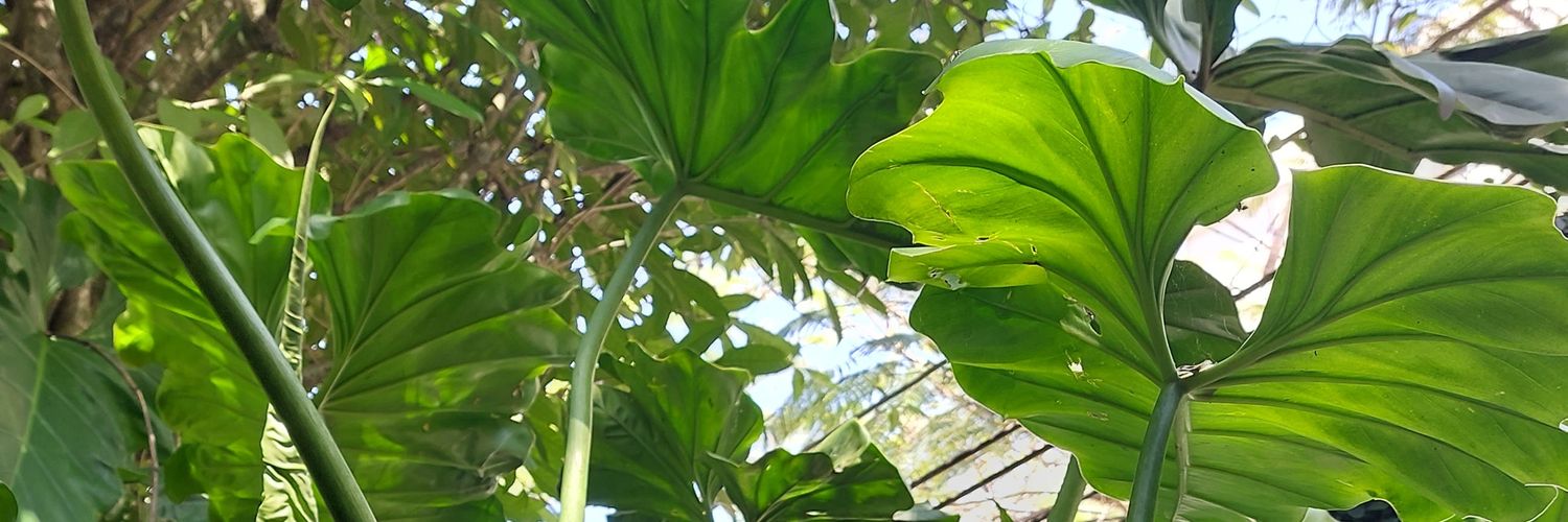 daniclara's profile banner image
