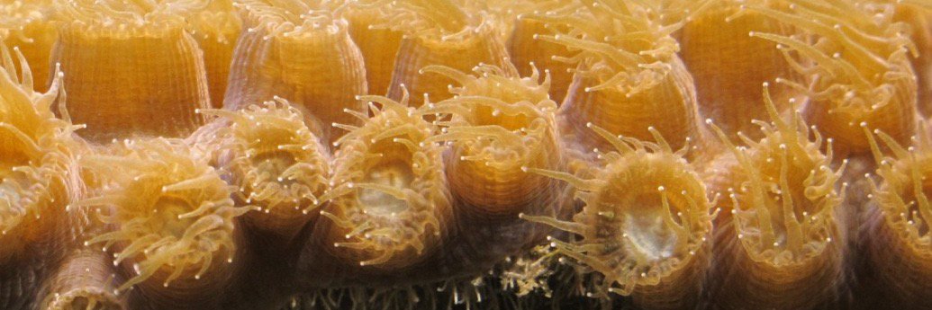 Dr. Sara D. Williams banner