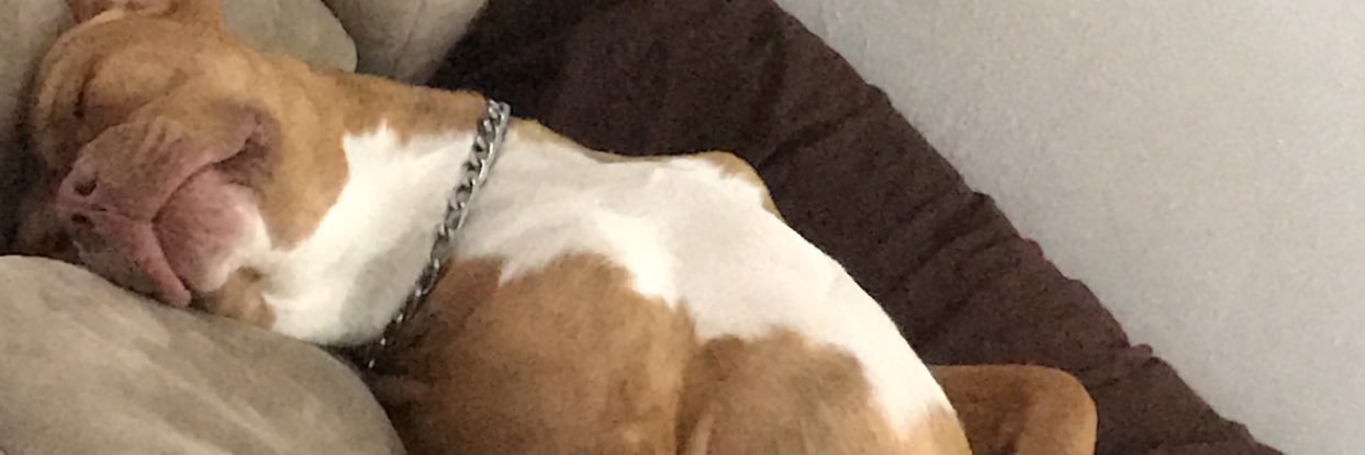 will_bartlett_'s profile banner image