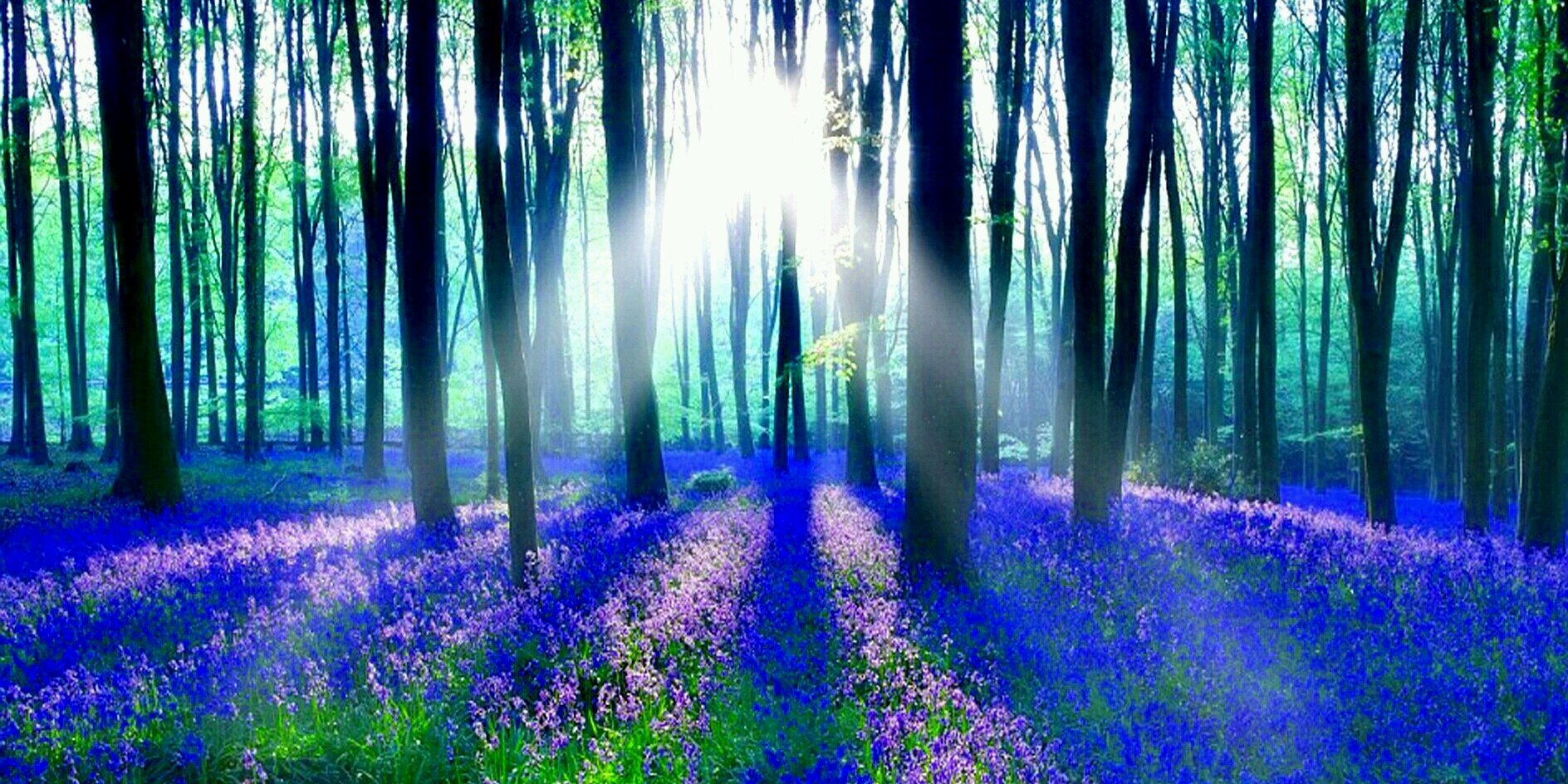 Twig the Wonder Kid banner