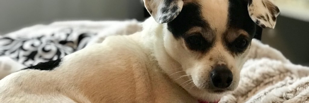 Wildkat_97's profile banner image