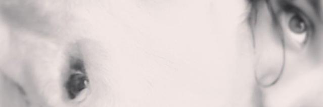 Dromedarious's profile banner image