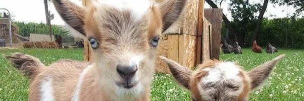 VetLovingPetsHB's profile banner image