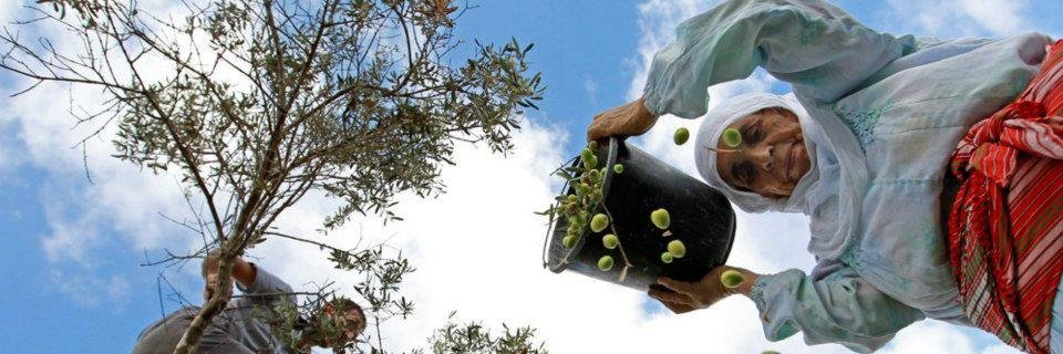 walaasaada's profile banner image