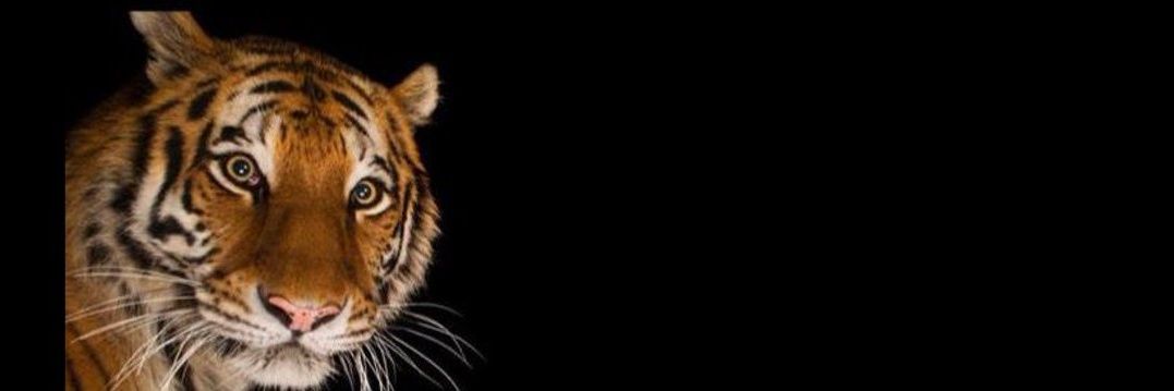 BirsenDulluc's profile banner image