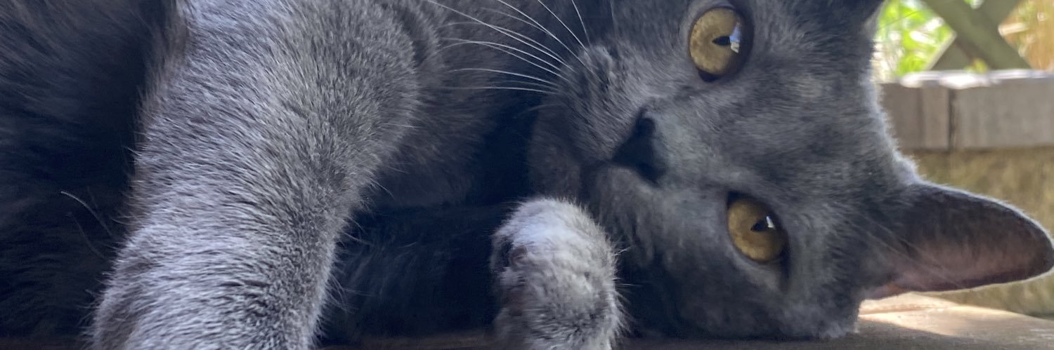 stexhen's profile banner image