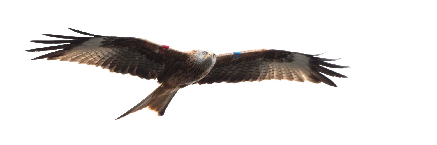 Stewart Duffy banner