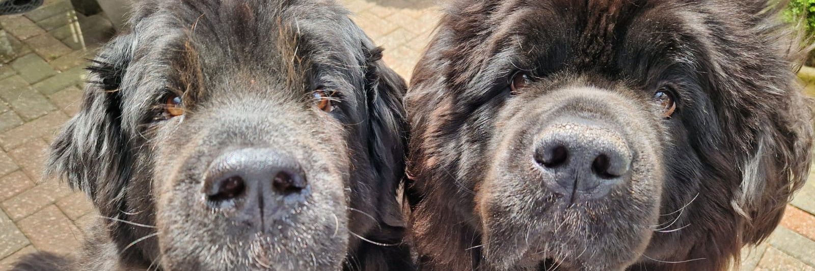 Murray & Friends banner