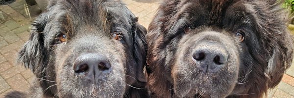 burrowingbolt Profile Banner