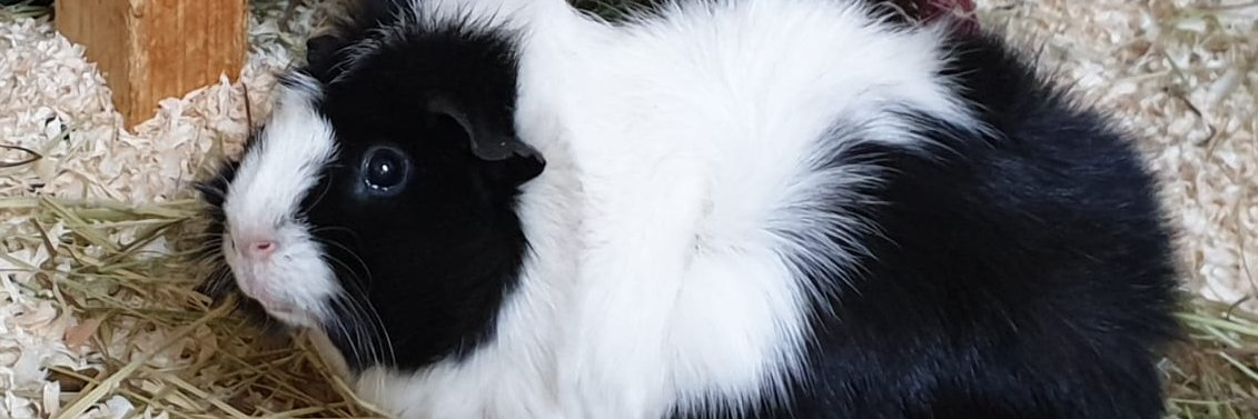 KirschKid's profile banner image