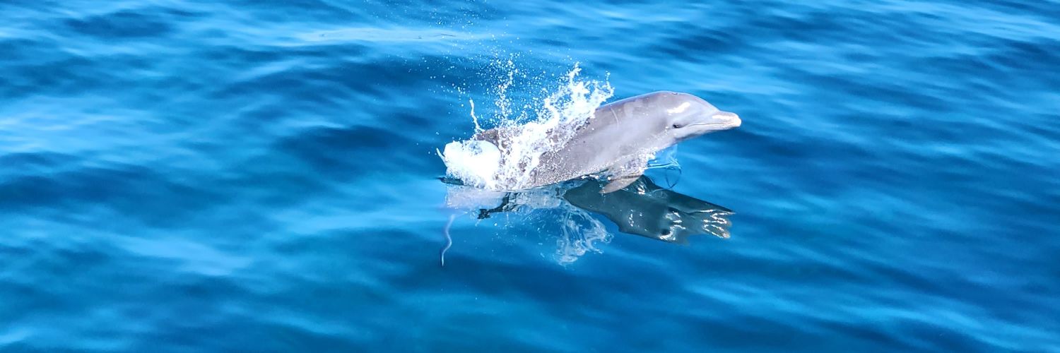 Devon 🇦🇮🇩🇲 banner