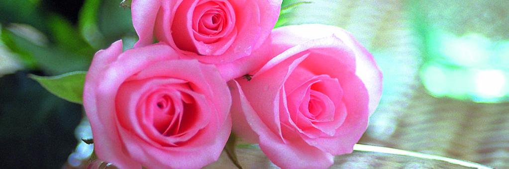 discover__dream's profile banner image