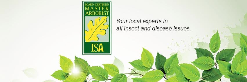 EmeraldTreeLLC's profile banner image