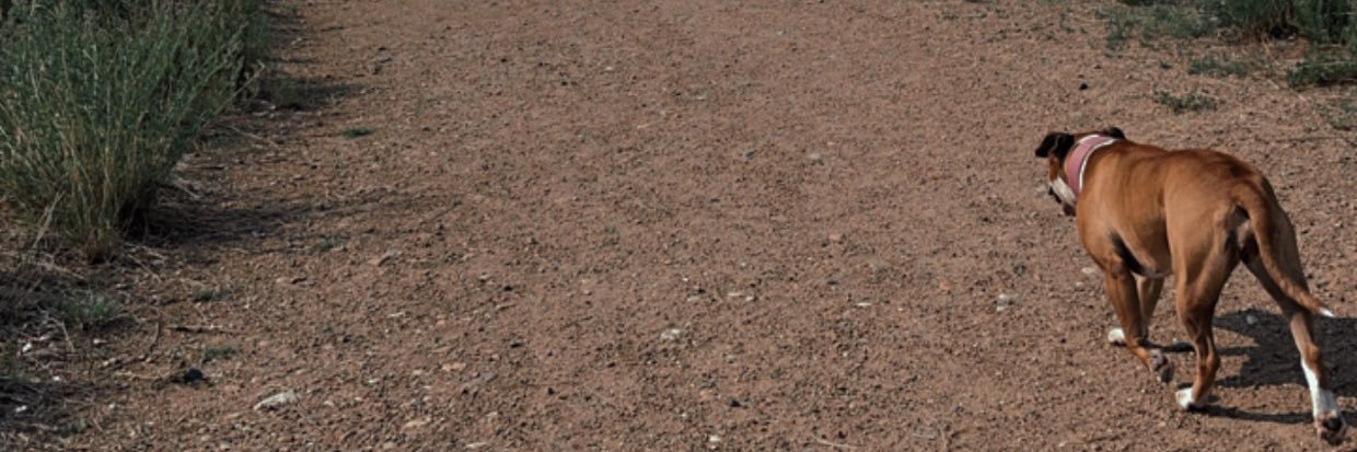 Daniel Lamarche banner