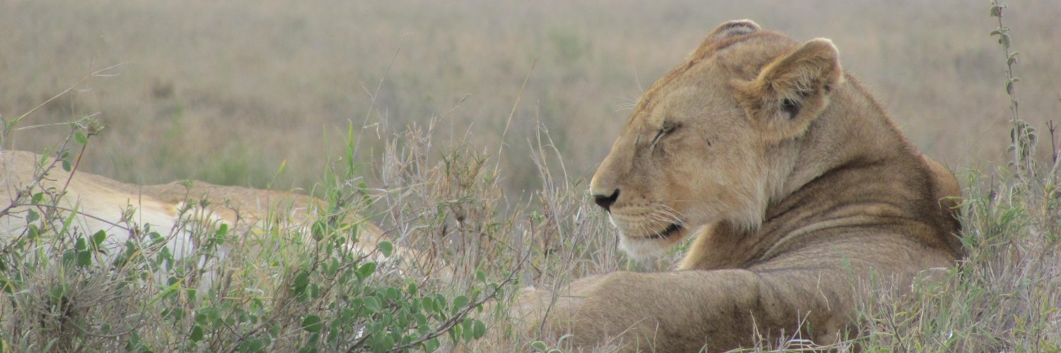 Julie Weckworth banner