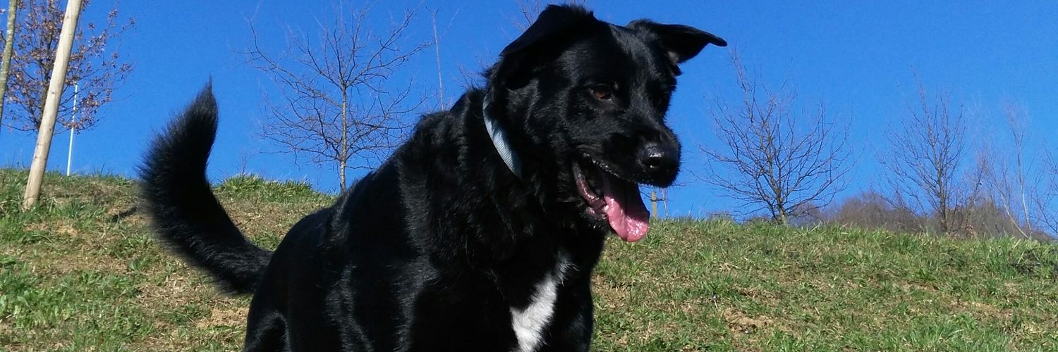 borjiji69's profile banner image