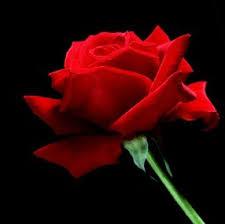 Shifa_Ananda's profile banner image