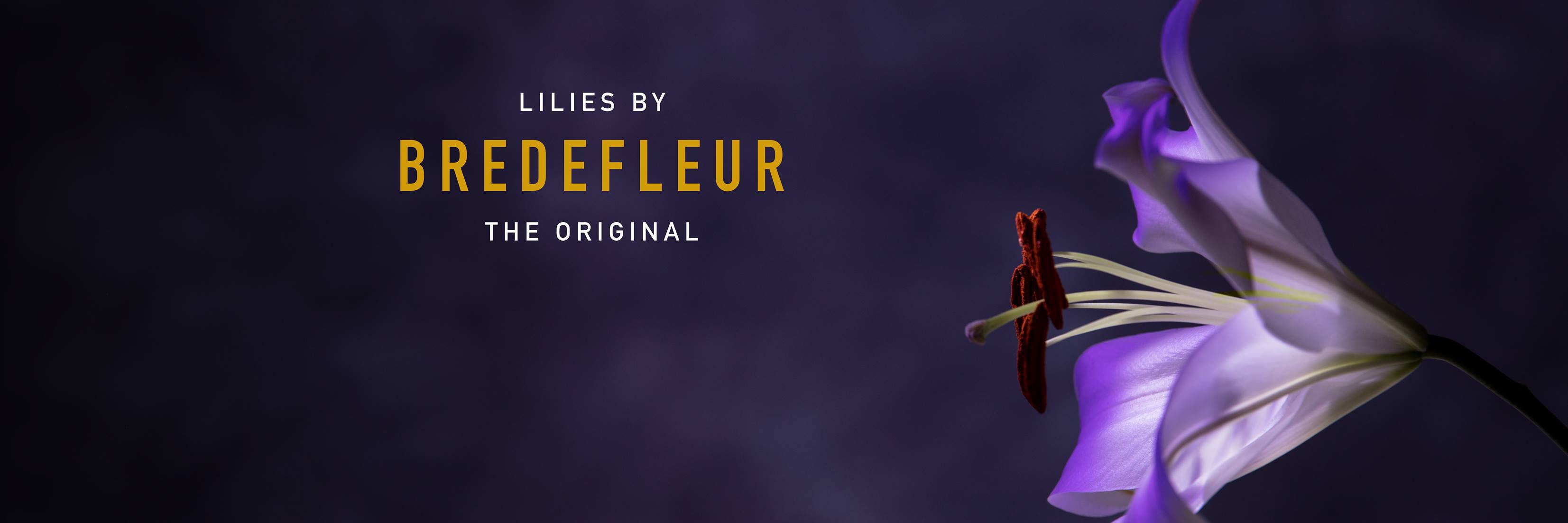 Bredefleur's profile banner image