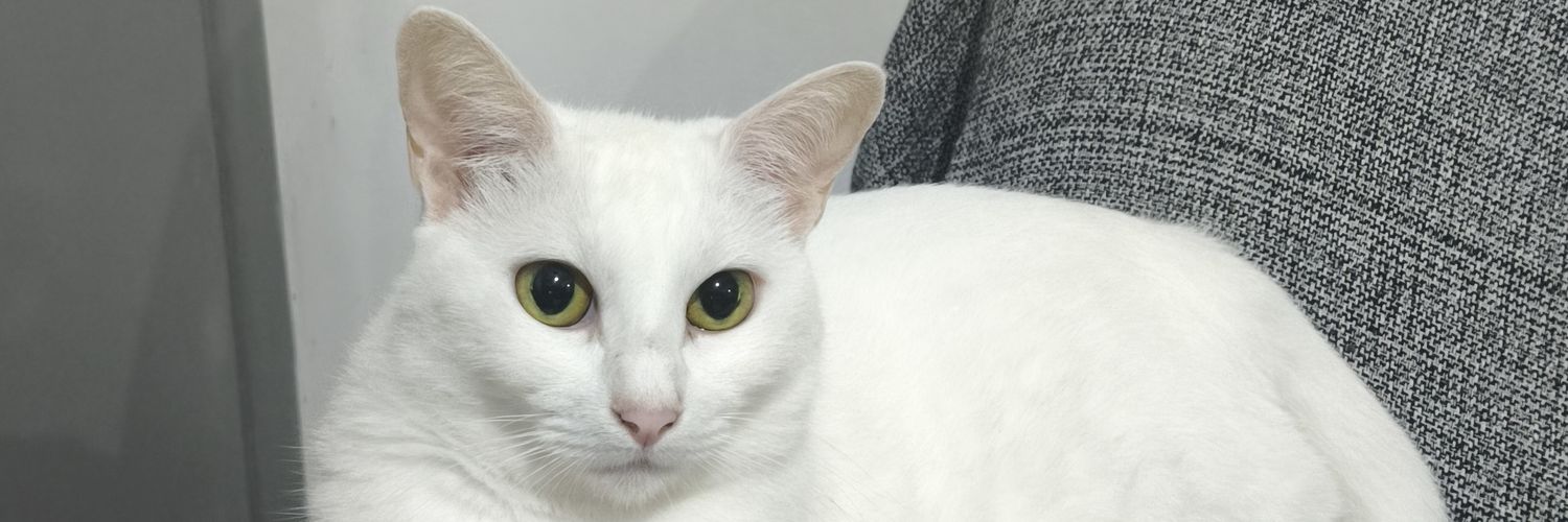 Febrazzih's profile banner image