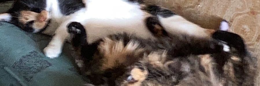 daniipaz_'s profile banner image