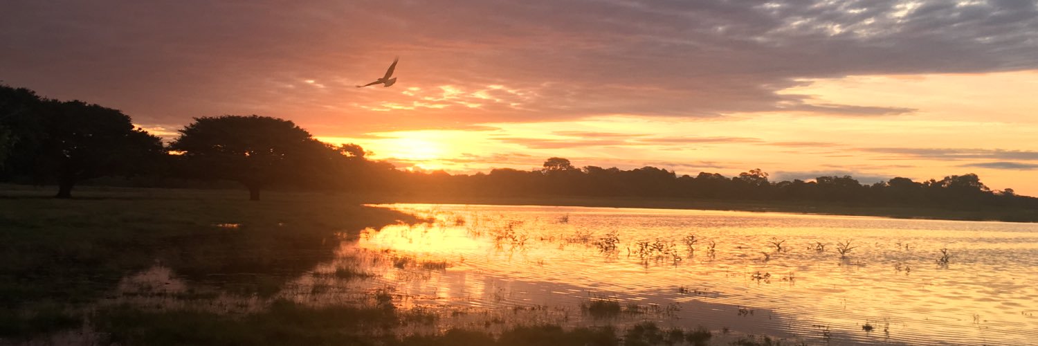 Thomas Viegas banner