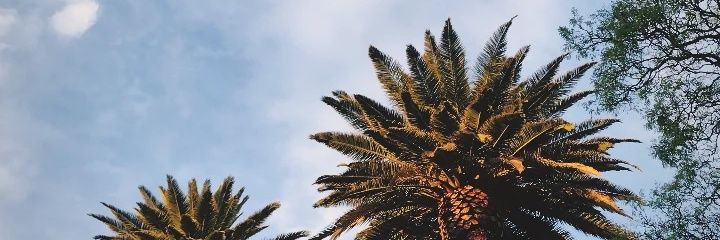 CamisDee's profile banner image