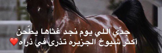 💜🕊️ الشـ Nــاح banner