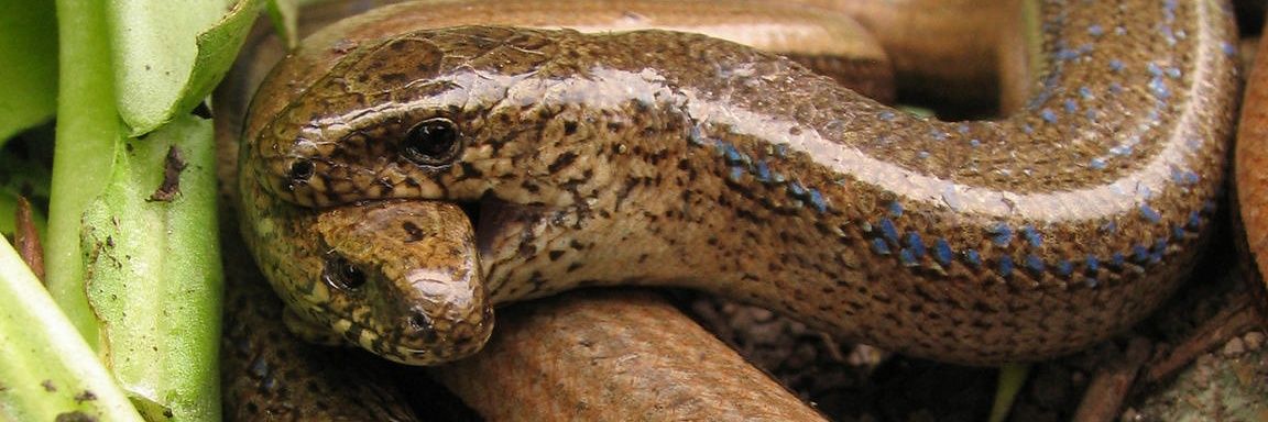 harmlessreptile's profile banner image