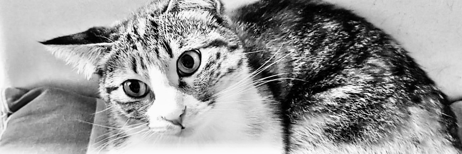 mnizamb's profile banner image