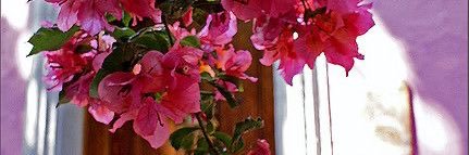 AlyRodriguez96's profile banner image