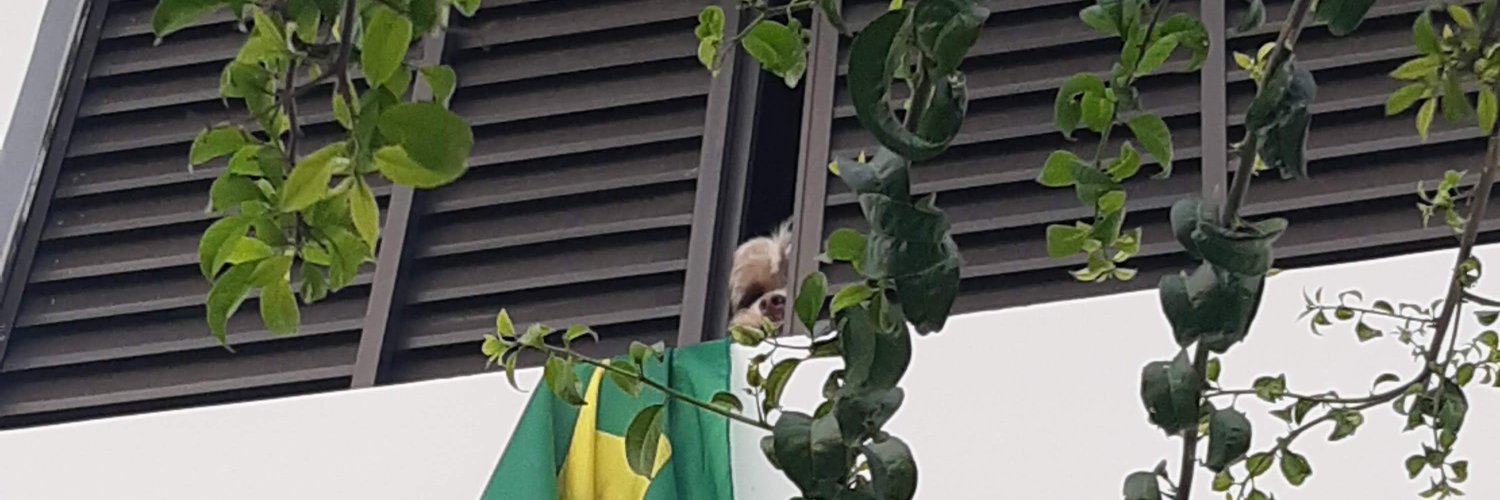 thaismmoraes's profile banner image