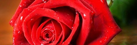 marqueswilma's profile banner image
