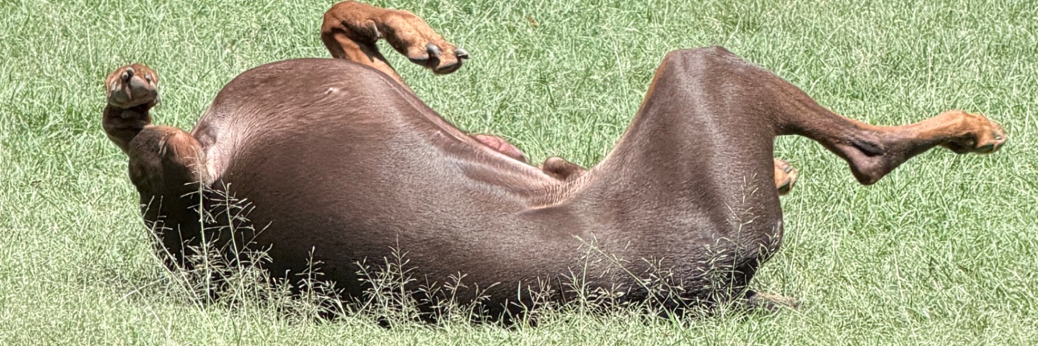araaflor's profile banner image