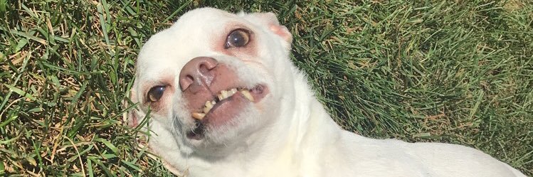 t_shroy's profile banner image
