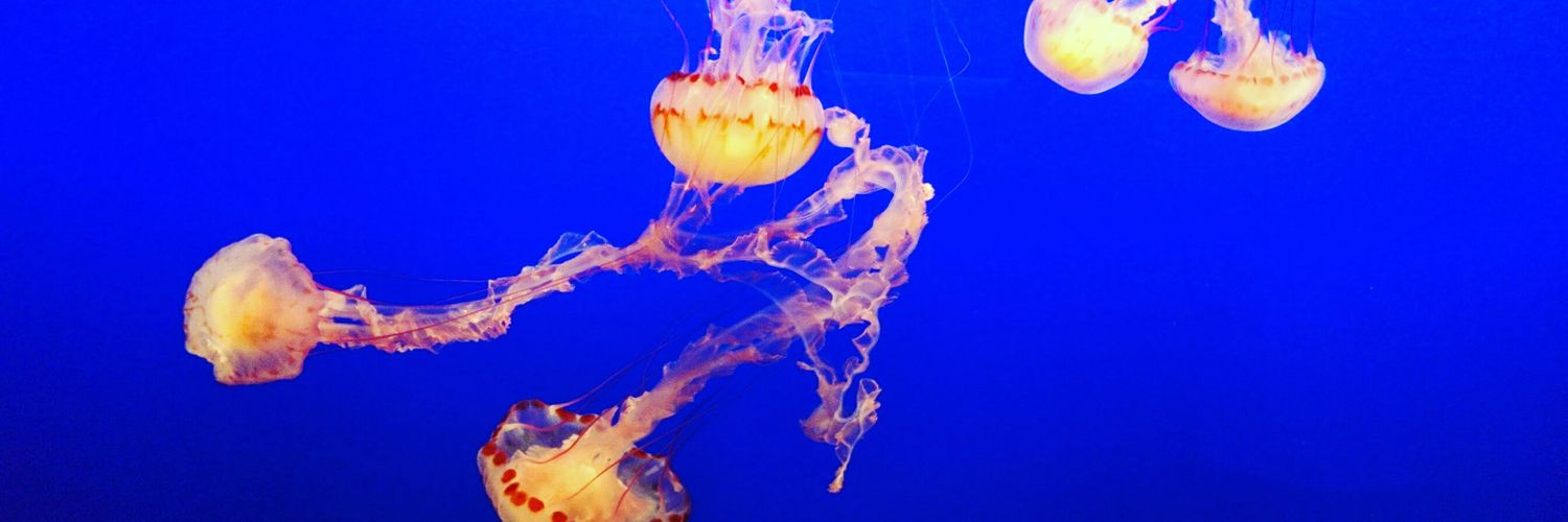 James Luscombe banner