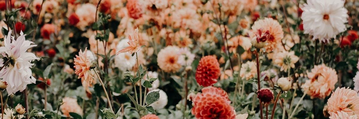 _seherr_'s profile banner image