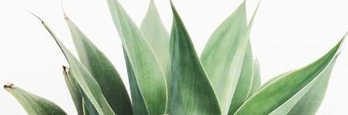 laurcunning's profile banner image