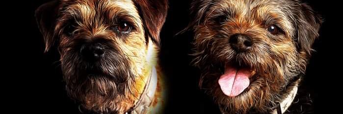 Stanley 🌈 Rufus & Woody's banner