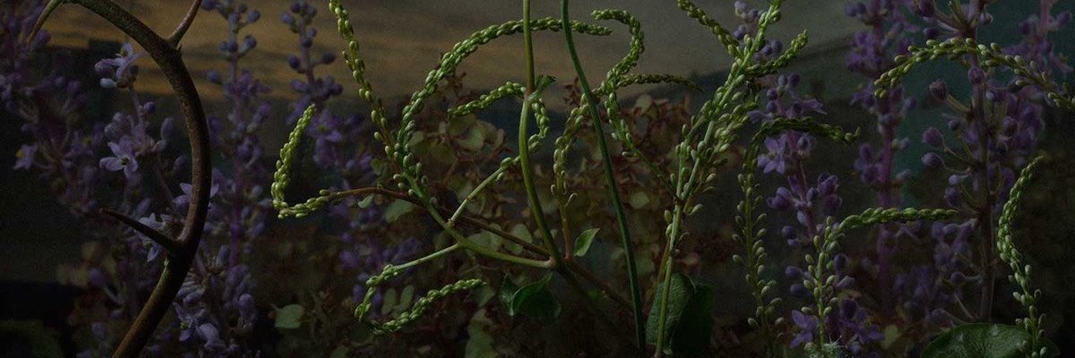 thanaticist's profile banner image