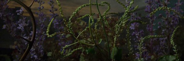 thanaticist Profile Banner