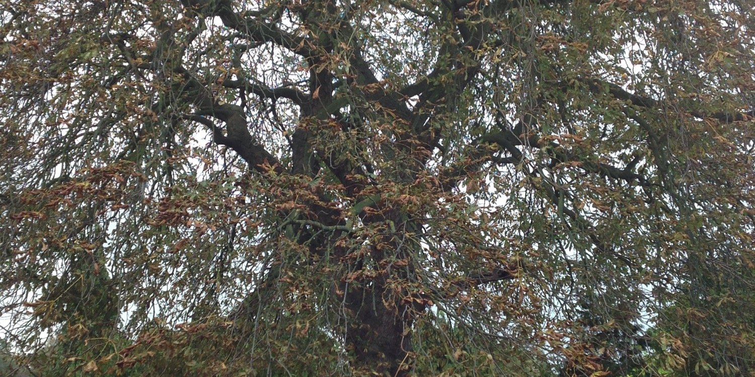 Padraig Connellan banner