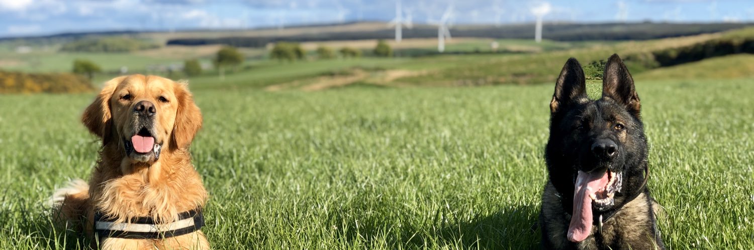 Iain McAlpine banner