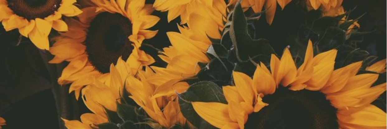 brookemotta's profile banner image